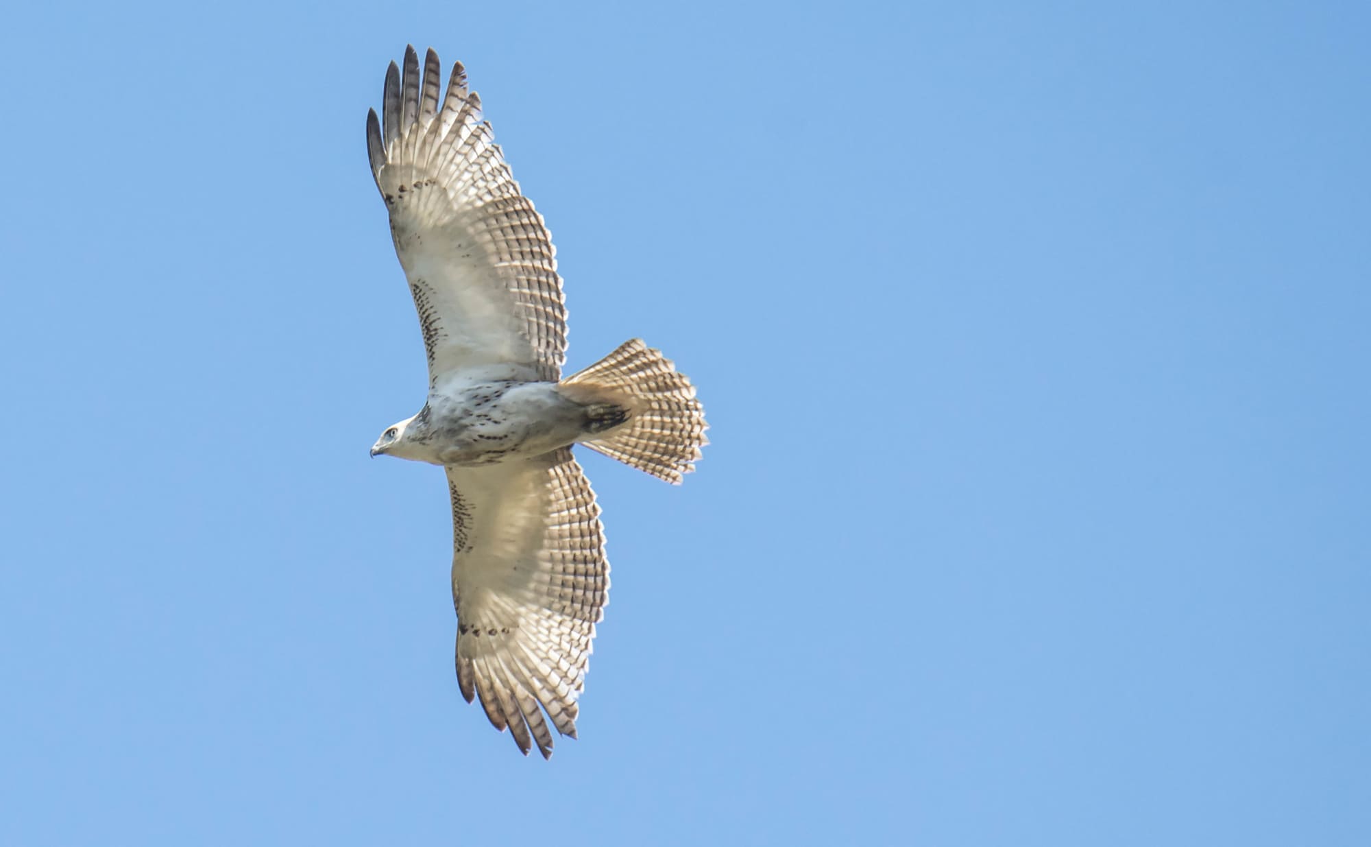 Redtailed Hawk Podcast Episode